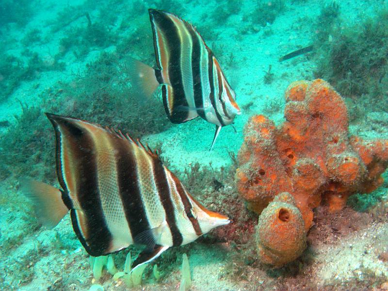 coralfish