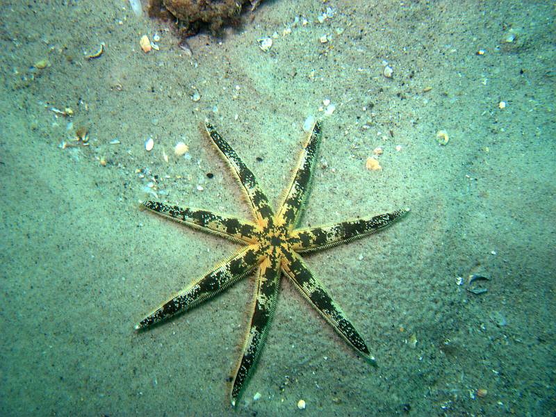 sea-star