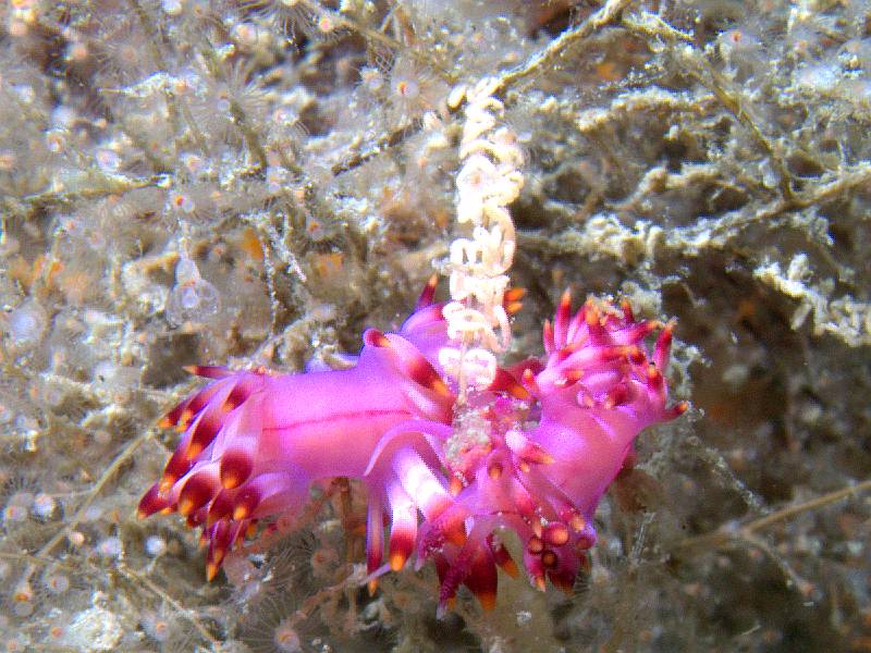 red-lined flabellina