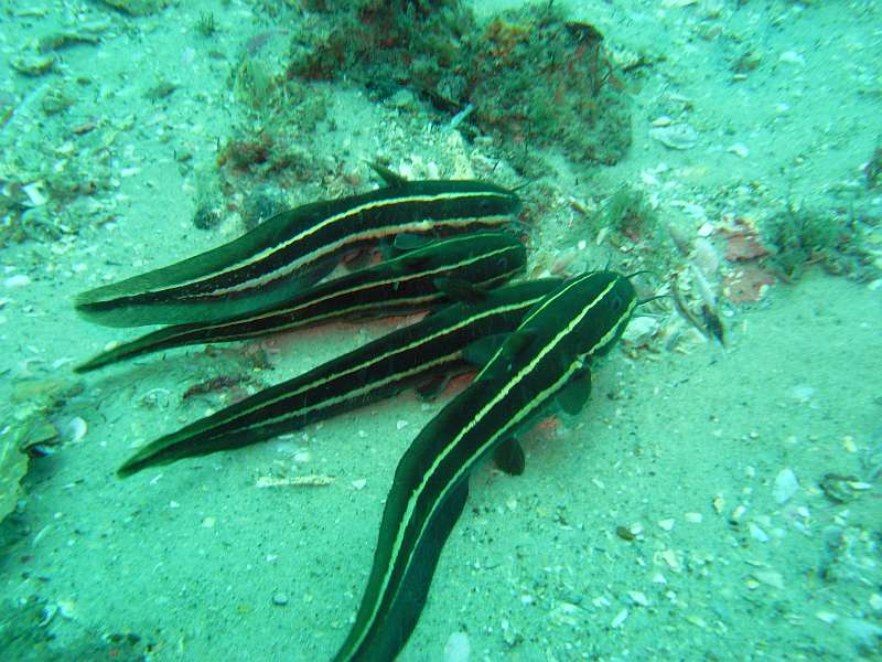 striped-catfish
