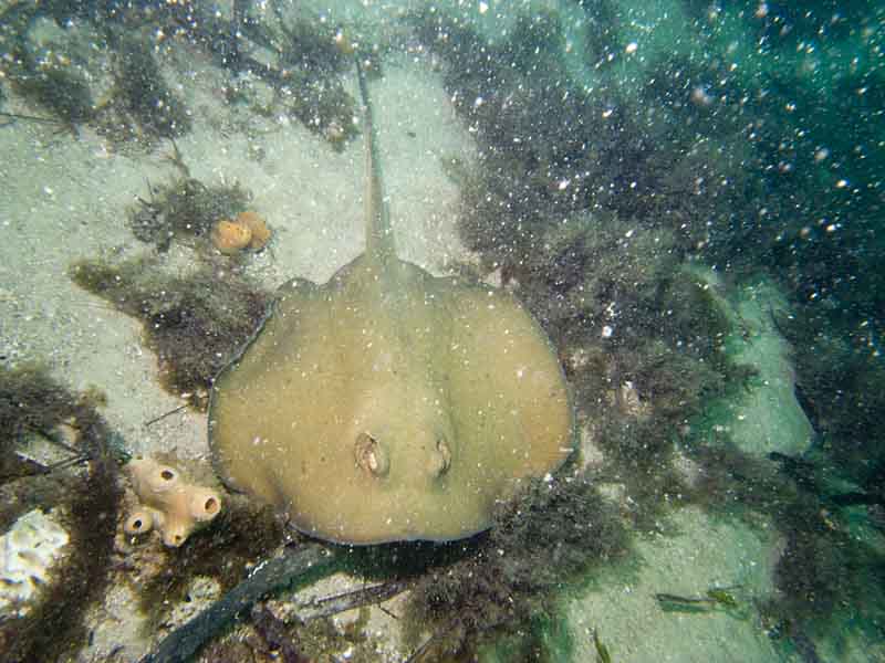 stingray