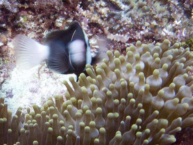 anemone fishes
