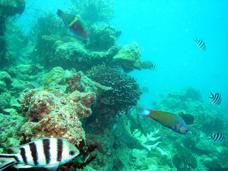 fishes and coral