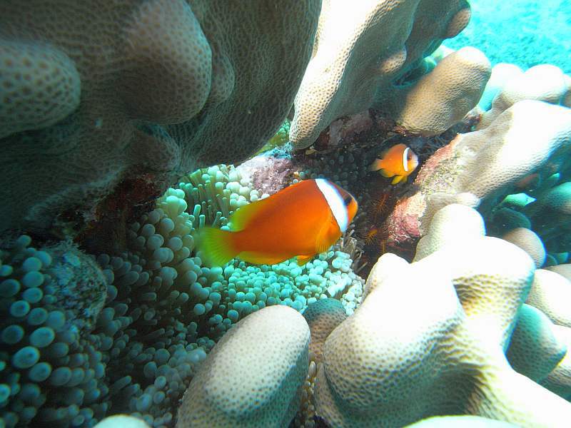 anemone fish